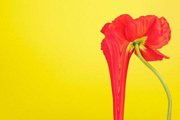 Bunte Blumenhintergrundtapete, trippy ästhetisches Design