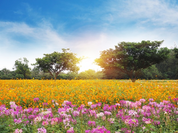 Bilder Blumenwiese Gratis Vektoren Fotos Und Psds