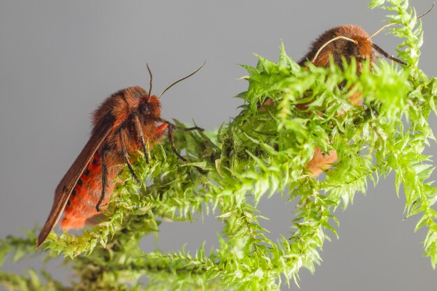 Bunte Insekten sitzen auf Pflanze