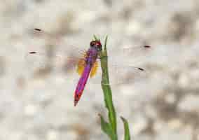 Kostenloses Foto bunte libelle, die auf pflanze sitzt