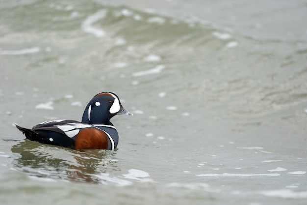 Bunte männliche Harlekin-Ente (Histrionicus) schwimmen im Teich