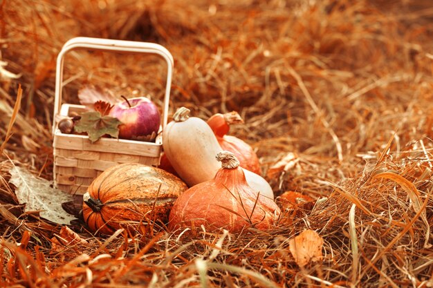 Bunte Obst und Gemüse im Herbst