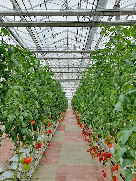 Bunte Tomaten (Gemüse und Obst) wachsen in Indoor-Farmen / vertikalen Farmen.
