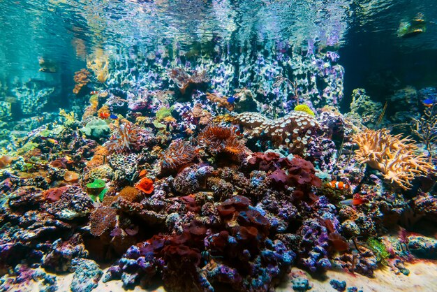 Bilder Ozeanarium Gratis Vektoren Fotos Und Psds