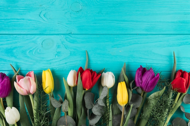 Bunte Tulpen mit Blättern auf hölzernem Hintergrund des Türkises