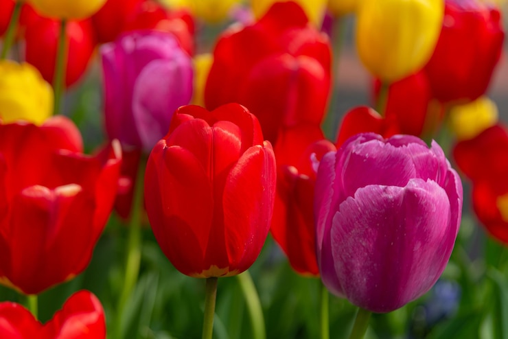Kostenlose Foto bunte tulpenblüten aus den niederlanden holland