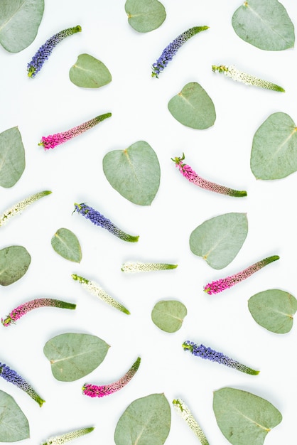 Bunte veronica Blumen- und Herzformblätter auf weißem Hintergrund