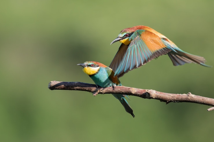 Kostenlose Foto bunter bienenfresser, der neben einem anderen aus dem ast fliegt