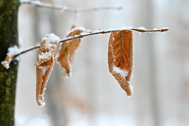 Bunter Hintergrund der Winternatur Snowy-Zweig auf einem Baum