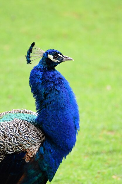 &quot;Bunter Pfau draußen&quot;