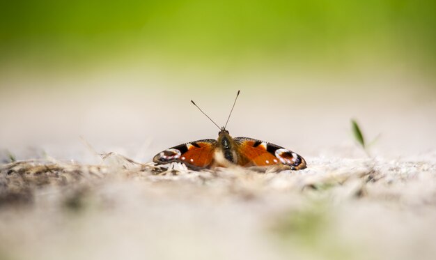 Bunter Schmetterling auf Bodennahaufnahme