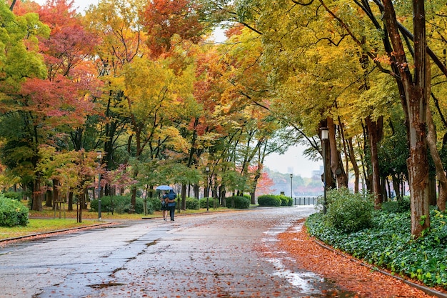 Kostenloses Foto buntes laub im herbstpark. herbstsaison.