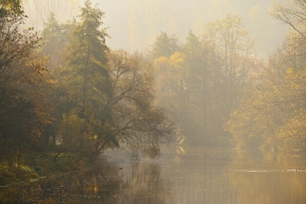 Buntes Laub im Herbstpark Konzept für farbenfrohen saisonalen Naturhintergrund in der Herbstzeit