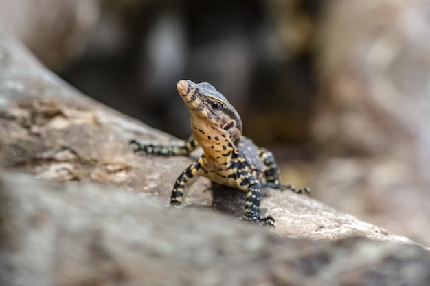 Buntes Reptil, das auf Felsen sitzt