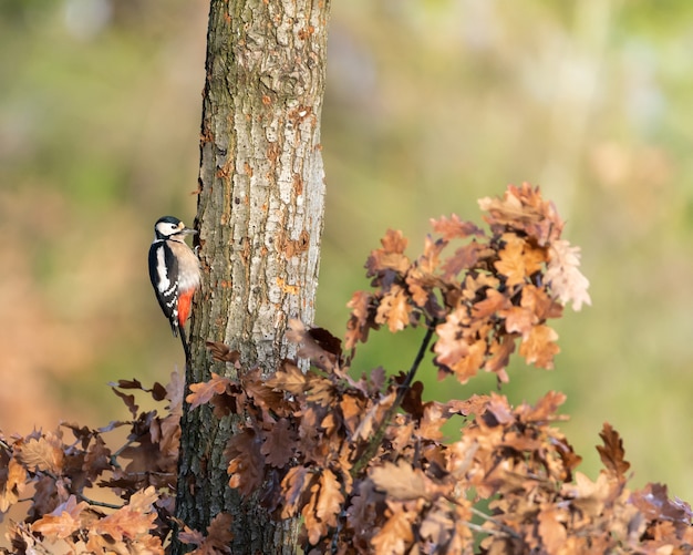 Buntspecht (Dendrocopos major) sitzt auf einem Baumstamm.