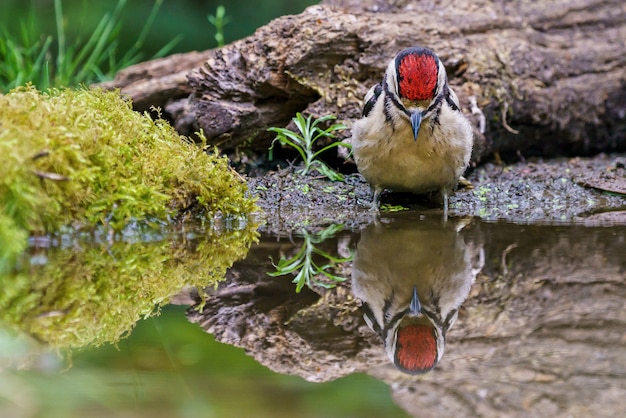 Buntspecht, der sich im Wasser spiegelt