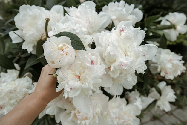 Kostenloses Foto bush von frisch blühenden frühlingsblumen pfingstrose nahaufnahme