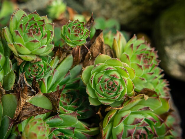 Cactaceae grüner Gartenkaktus