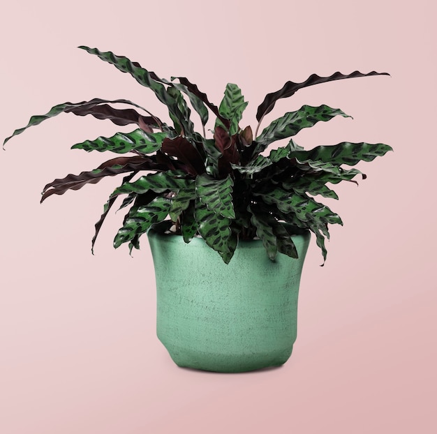 Kostenloses Foto calathea-pflanze im topf