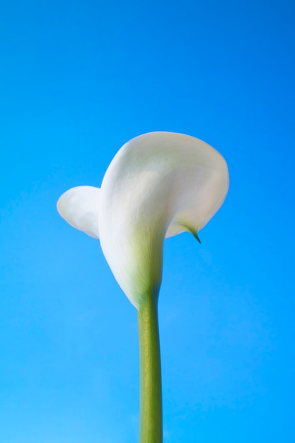 Kostenloses Foto calla-blumenblume im himmel