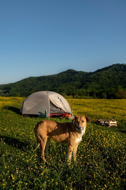 Campinglebensstil mit großem Zelt und Hund