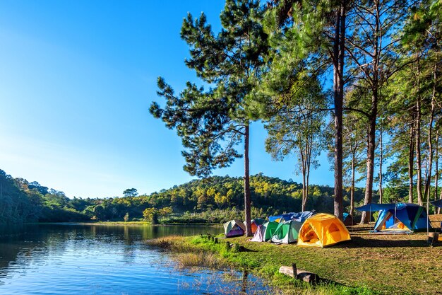 Campingzelte unter Kiefern mit Sonnenlicht am Pang Ung See, Mae Hong Son in Thailand.