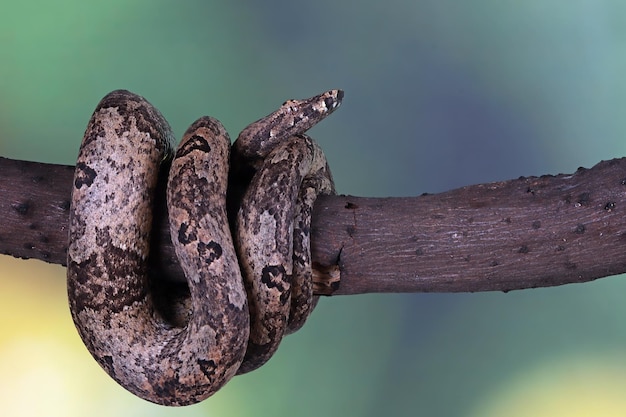 Kostenloses Foto candoia bodenboa schlange candoia carinata nahaufnahme