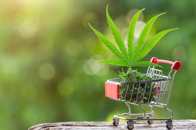 Cannabisblätter und -triebe in einen Einkaufswagen gelegt