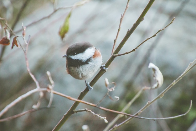 Carolina Chickadee sitzt auf einem Ast, umgeben von Grün