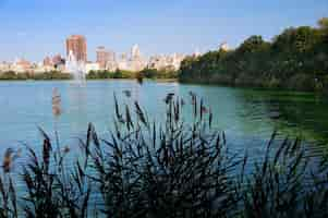 Kostenloses Foto central park-skyline new york city