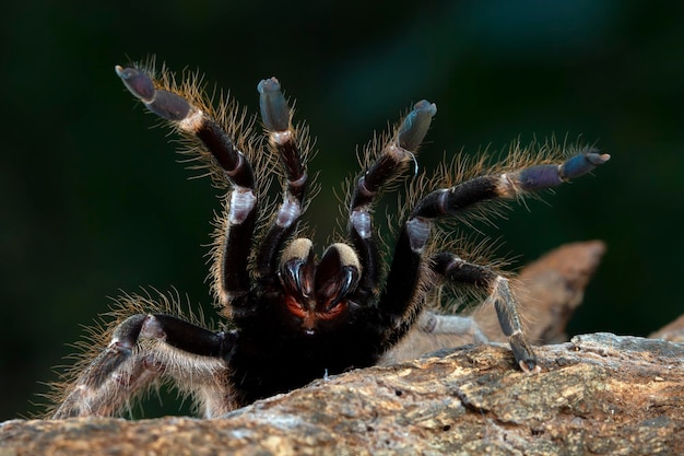 Ceratogyrus darlingi Vogelspinne Nahaufnahme