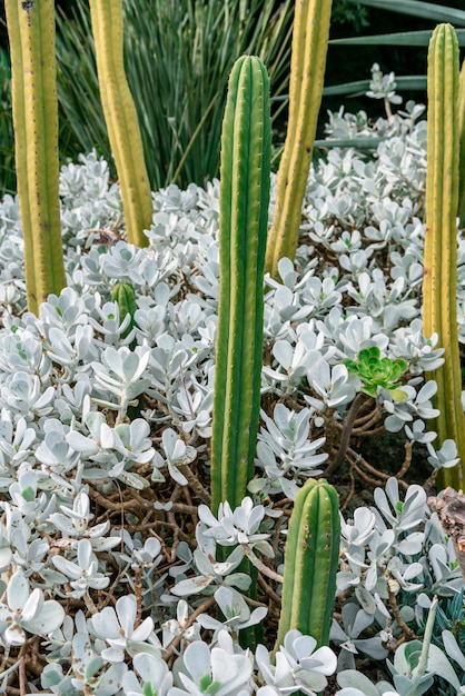 Cereus und weißes Sukkulenten