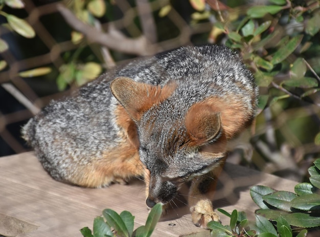 Channel Island Fox steht auf einer Plattform.