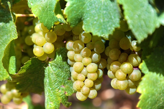 Chardonnay-Trauben für Weißwein in einem Weinberg wächst in der Region Burgund in Frankreich