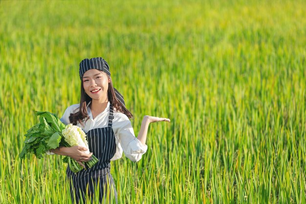 Chef, der frische Produkte vom Bio-Bauernhof erntet