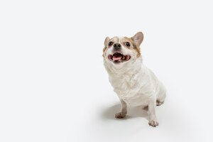 Chihuahua begleithund posiert. nettes verspieltes cremebraunes hündchen- oder haustierspiel lokalisiert auf weißem studiohintergrund. konzept der bewegung, aktion, bewegung, haustiere lieben. sieht glücklich, entzückt, lustig aus.