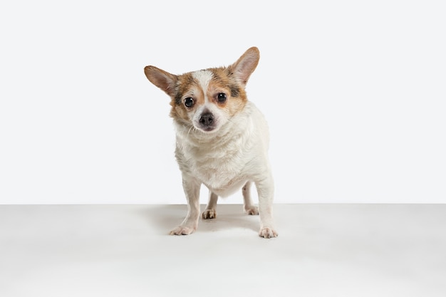 Chihuahua Begleithund posiert. Nettes verspieltes cremebraunes Hündchen- oder Haustierspiel lokalisiert auf weißem Studiohintergrund. Konzept der Bewegung, Aktion, Bewegung, Haustiere lieben. Sieht glücklich, entzückt, lustig aus.
