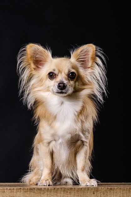 Chihuahua-Hund auf dunklem Hintergrund