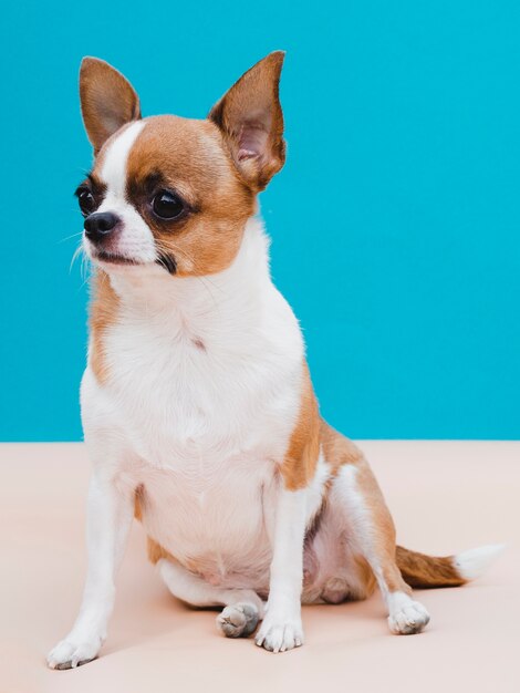 Chihuahuahund der natürlichen Größe, der blauen Hintergrund sitzt