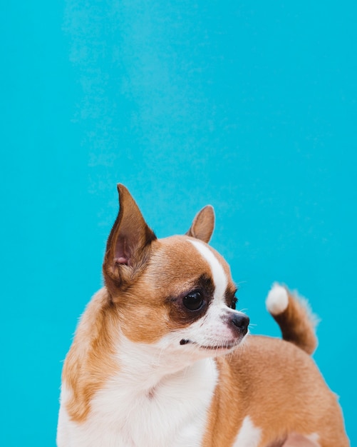 Chihuahuahund mit den Ohren hoch und vorwärts