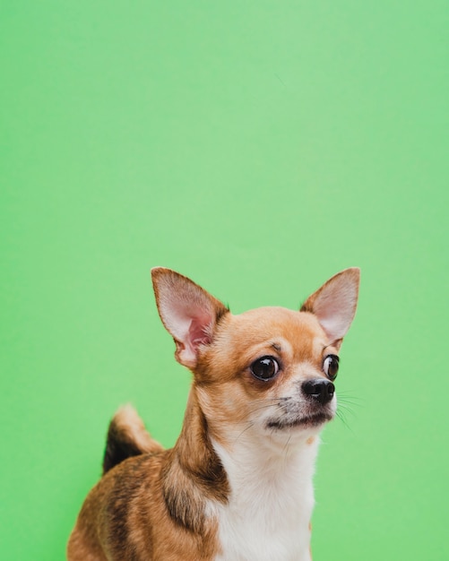 Chihuahuaporträt auf grünem hintergrund