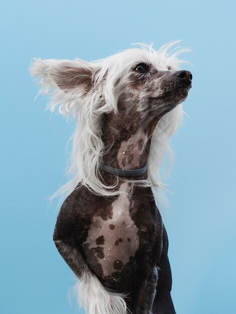 Chinese Crested-Zucht, die weg und blauer Hintergrund schaut