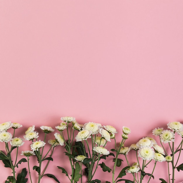 Chrysantheme blüht auf rosa Hintergrund mit Platz für das Schreiben des Textes