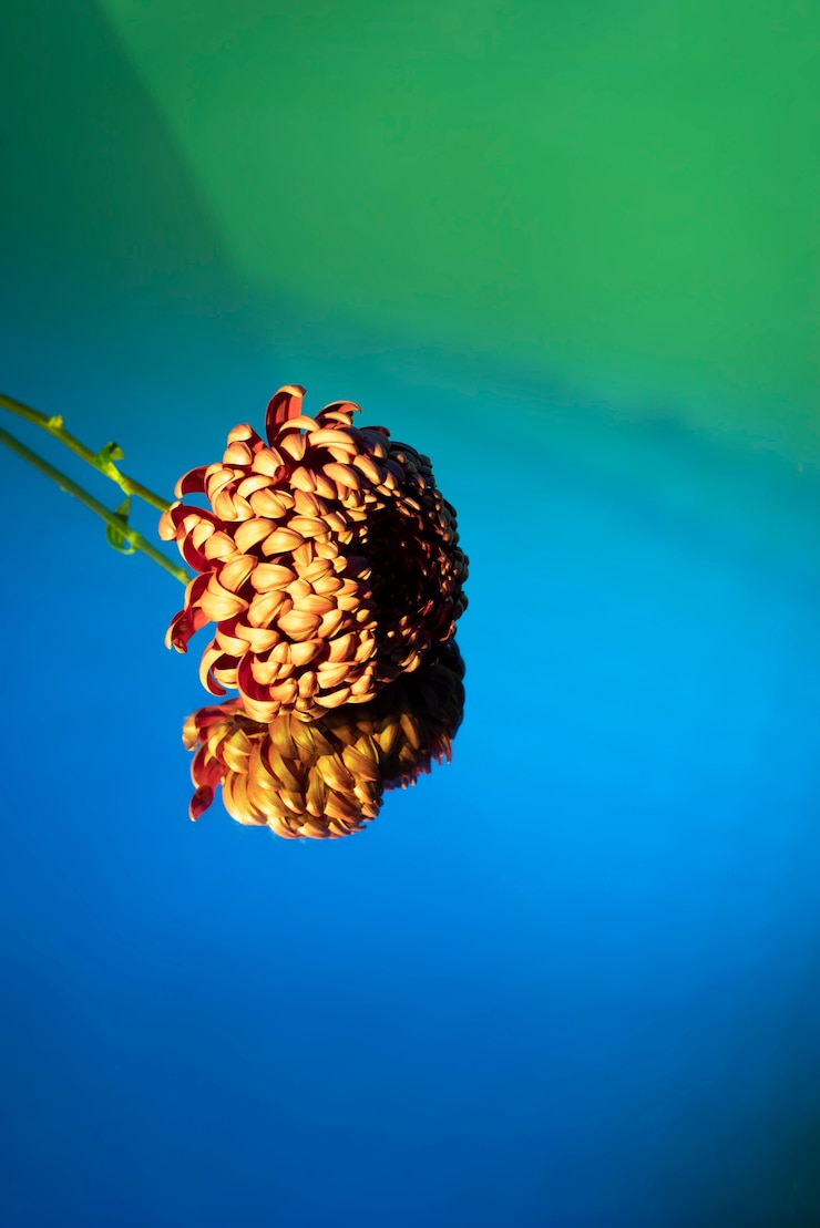 Kostenlose Foto chrysantheme-blume gegen hintergrund mit farbverlauf