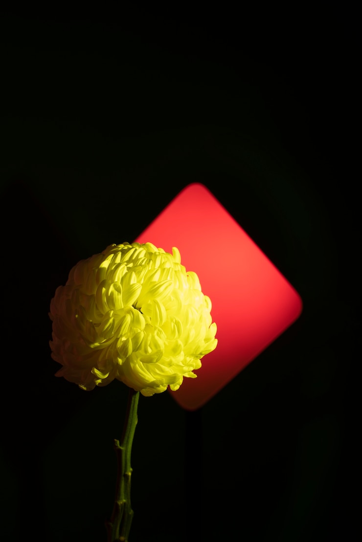 Kostenlose Foto chrysantheme-blume vor schwarzem hintergrund