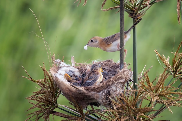 Kostenloses Foto cisticola exilis vogel füttert seine küken in einem käfig baby cisticola exilis vogel wartet auf nahrung von seiner mutter cisticola exilis vogel auf zweig