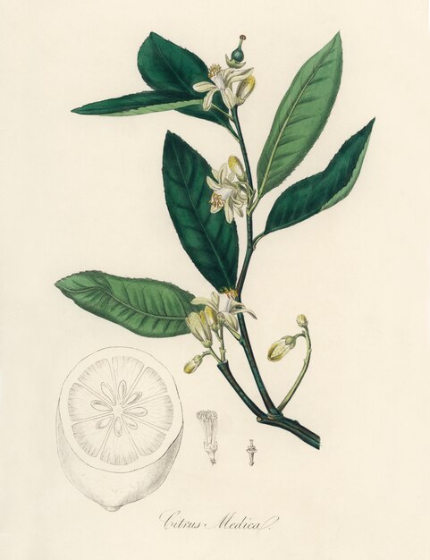 Citron (Citrus Medica) Illustration aus der Medizinischen Botanik (1836)