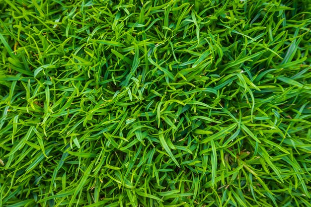 Close-up Bild von frischem Quellwasser grünen Gras.