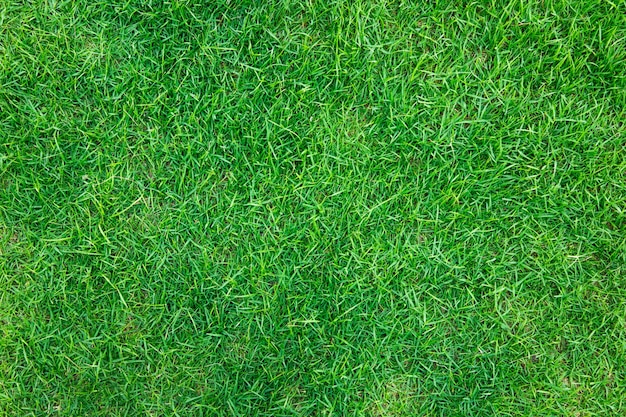 Close-up Bild von frischen Frühling grünes Gras