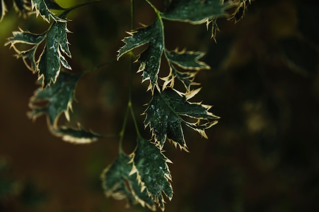 Close-up Blätter der Pflanze